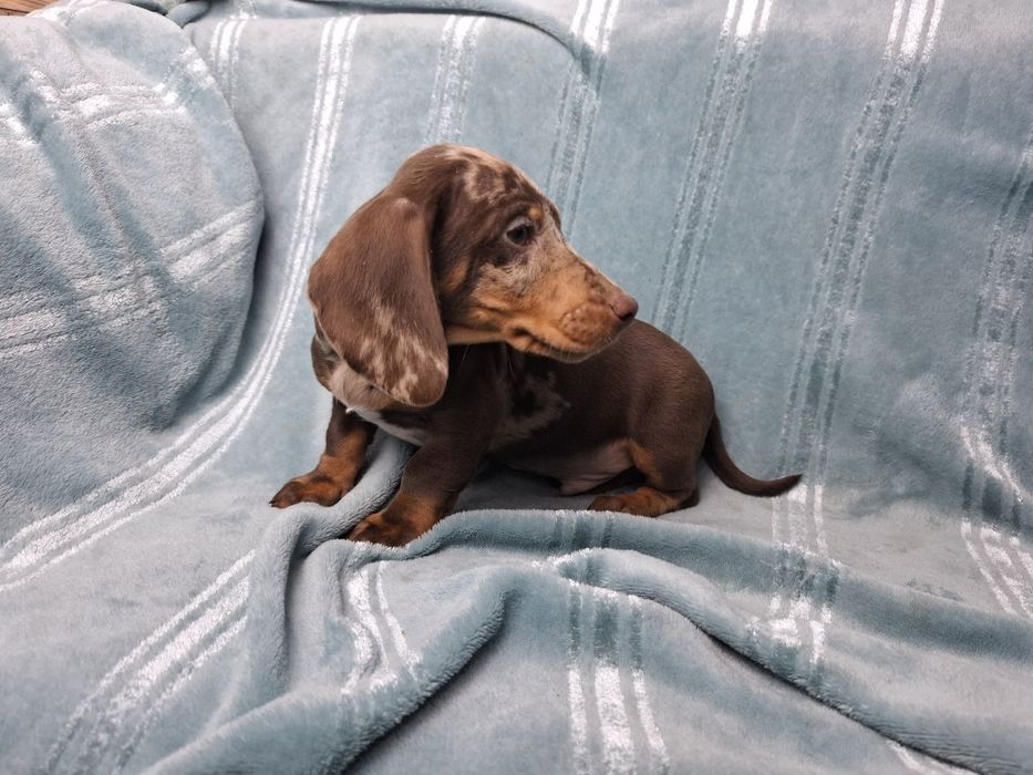 jamnik miniaturowy piesek choco merlle