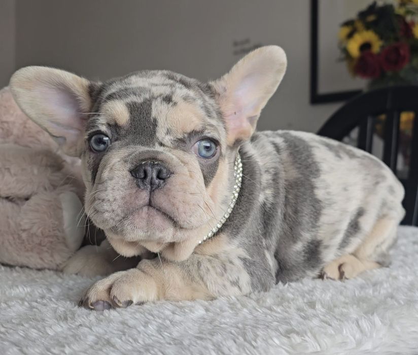Bulldog Lilac exelente cor única rara