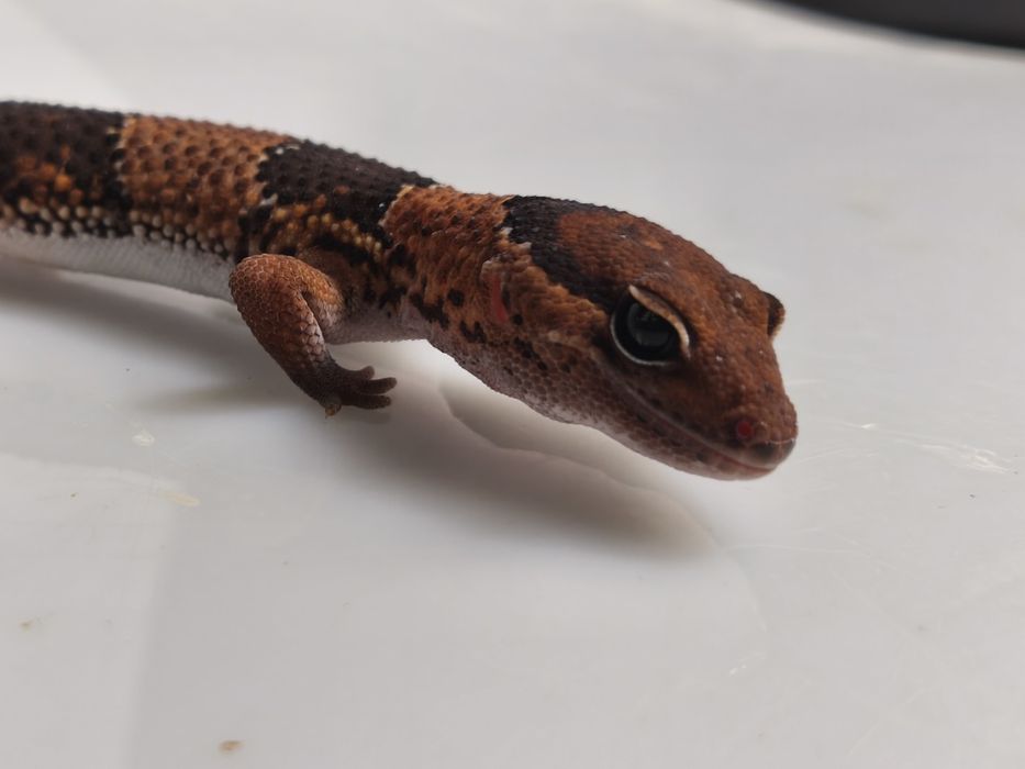 Eublefar gruboogonowy – oswojony, egzotyczny gekon – Wałbrzych