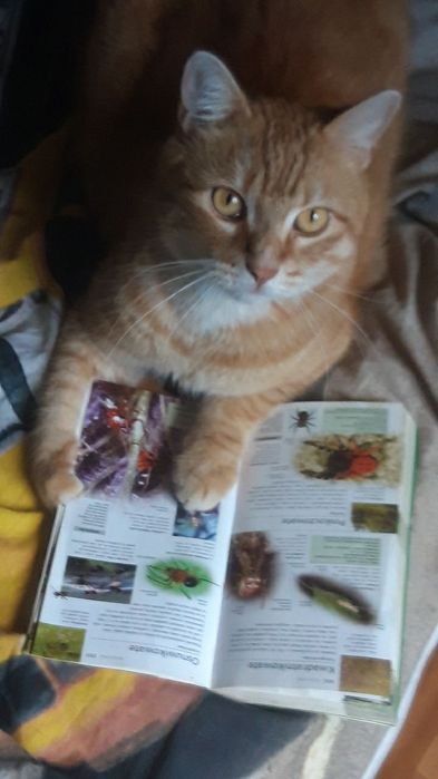 Zaginął rudy kotek  (Grubciu)