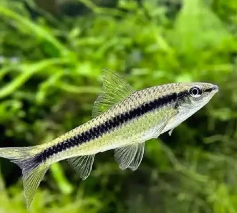 Kosiarka - SKALMAR Sklep Akwarysty