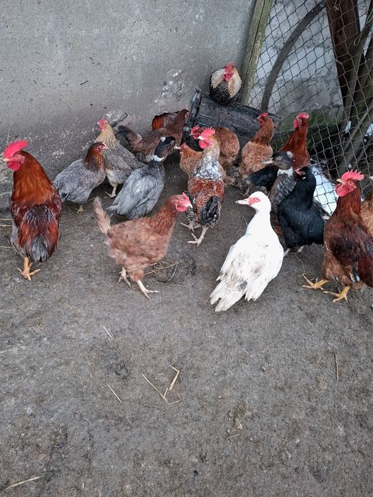 Mam do sprzedania młode koguty