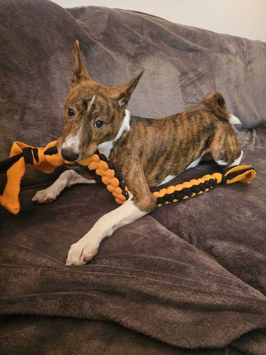 Pręgowany samiec basenji po championach (FCI). Gotowy do odbioru.