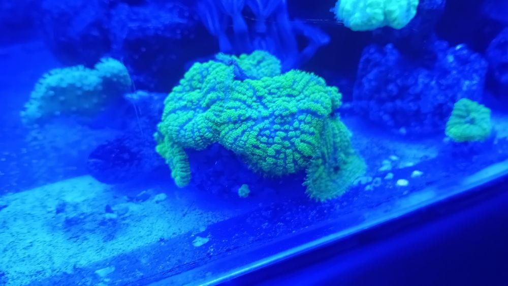 Koralowce sprzedam lub wymienię