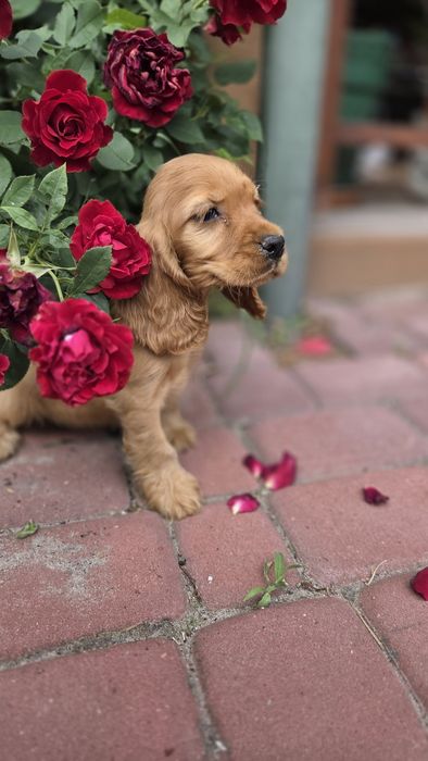 Cocker Spaniel Angielski piesek