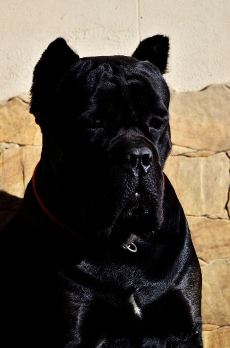 Cane Corso ZKwP FCI