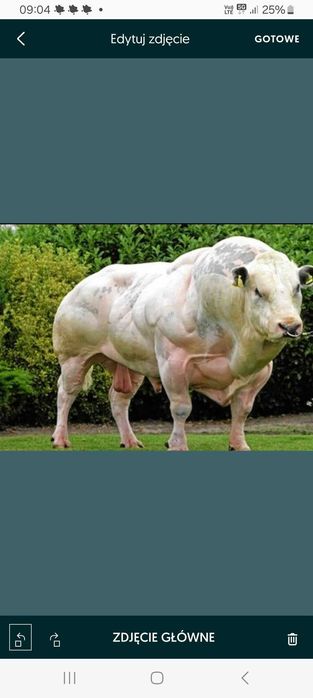 SKUP BYDŁA rzeźnego i hodowlanego