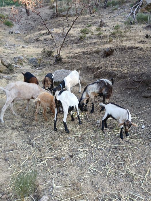 Cabrito macho para venda