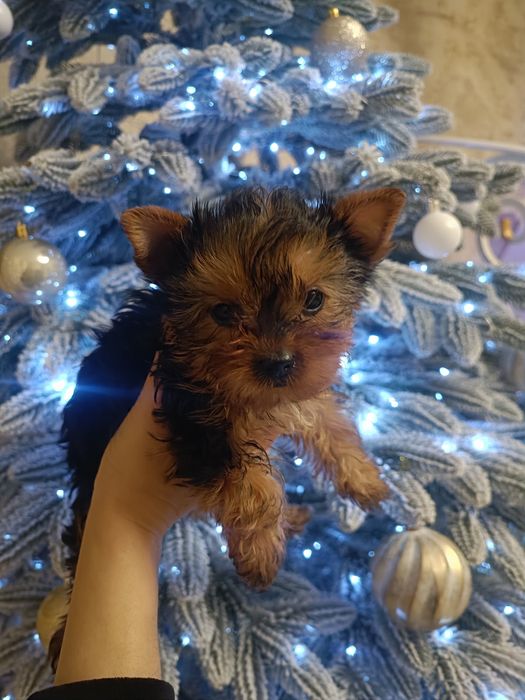 Детки как  конфетки