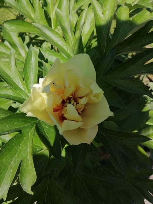 Піон ІТО Бартзелла