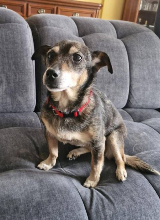 Mała Mi ,szuka domku.