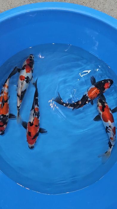 Carpas Koi - Doitsu Showa