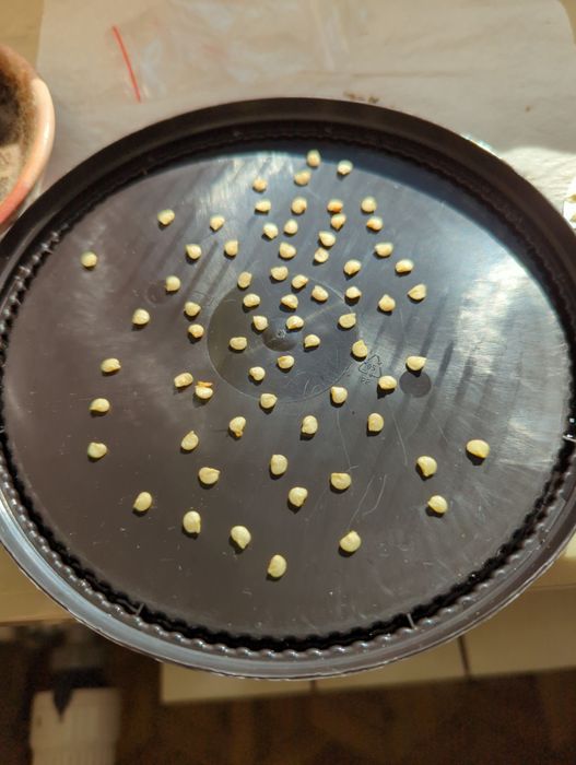 Nasiona papryki jalapeno ruben