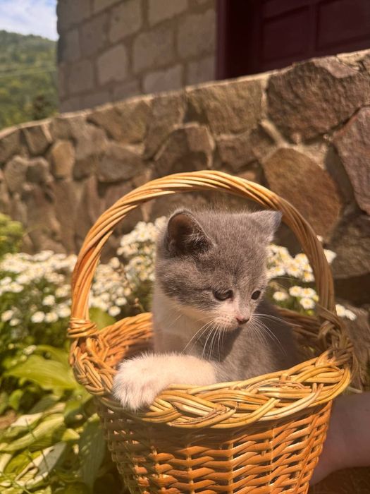 Продамо кошенята в хороші руки