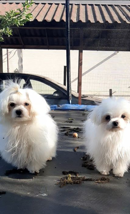 Хлопчики  мальтезе