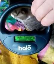 List do Św. Mikołaja – bezdomna kotka BRANDY / Olsztyn