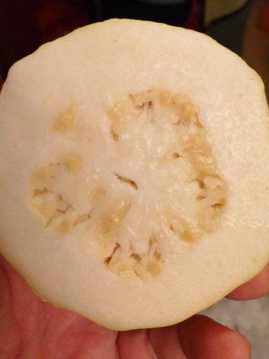 Sadzonka gujawy w doniczce 40 cm