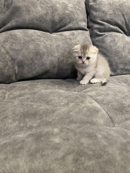Шотландські котята