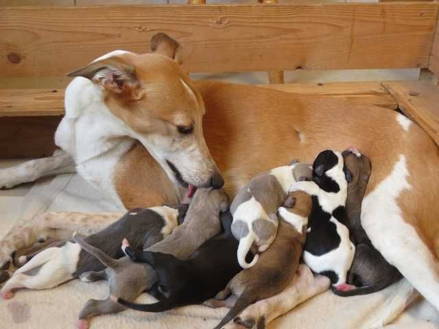 Chart Angielski Whippet, czarny piesek