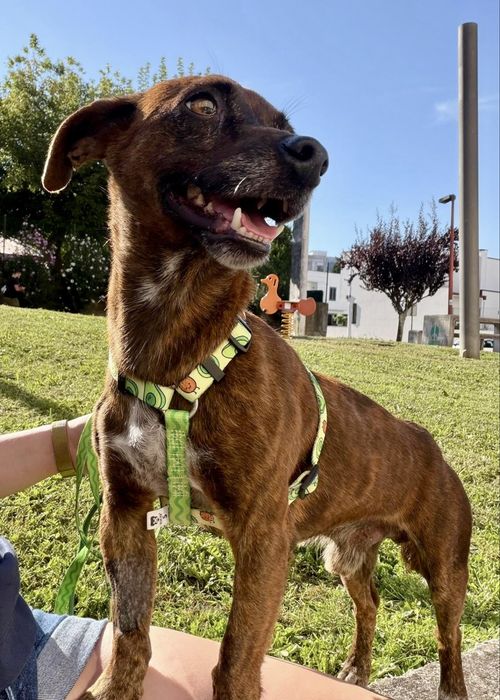 Cão macho para adoção responsável