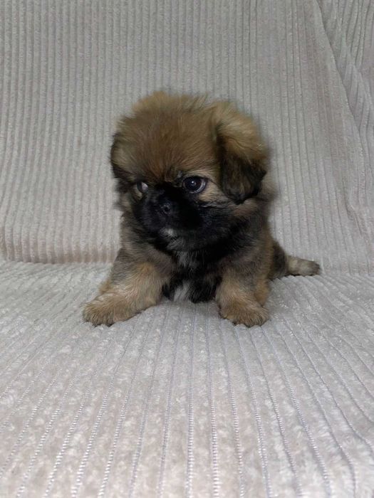 Продам дівчинку  породи Пекінес