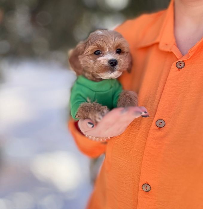 Мальтипу чарівні цуценята. Міні та мікро собачки. : найкращі #