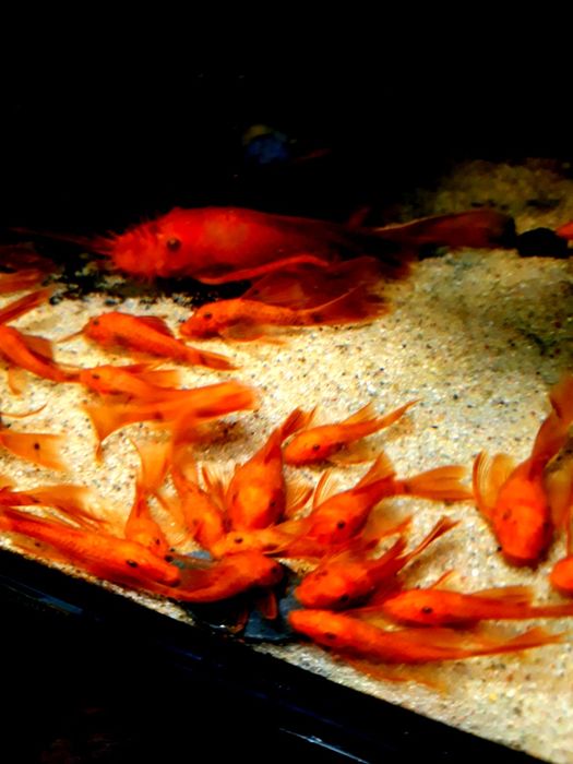 SUPER CENA  Ancistrus glonojad zbrojnik super red long fin welonowy