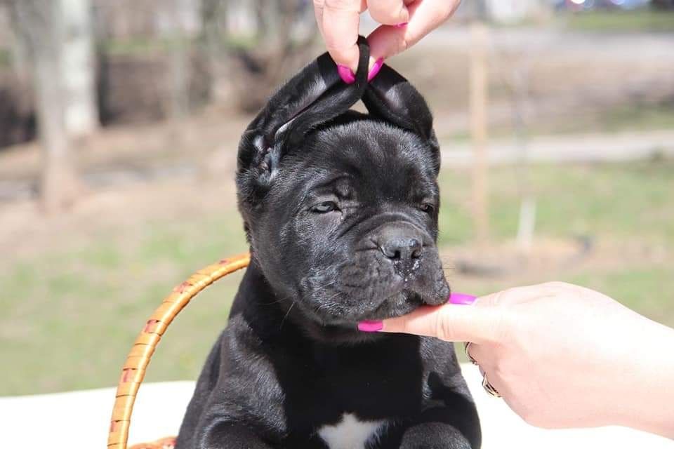 Щенки Кане корсо!