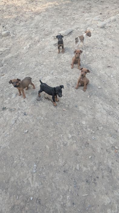 Продам собачок ..