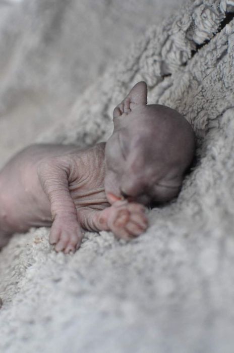 Łysy kot sfinks wcf