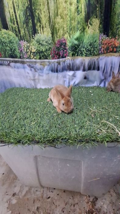 Coelhos Rex laranja/ arlequim