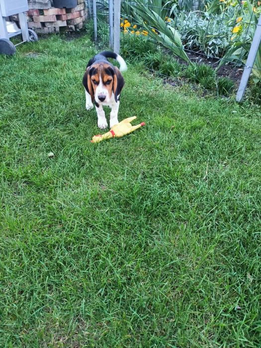 •Beagle Szczeniak Piesek  Zapraszam •