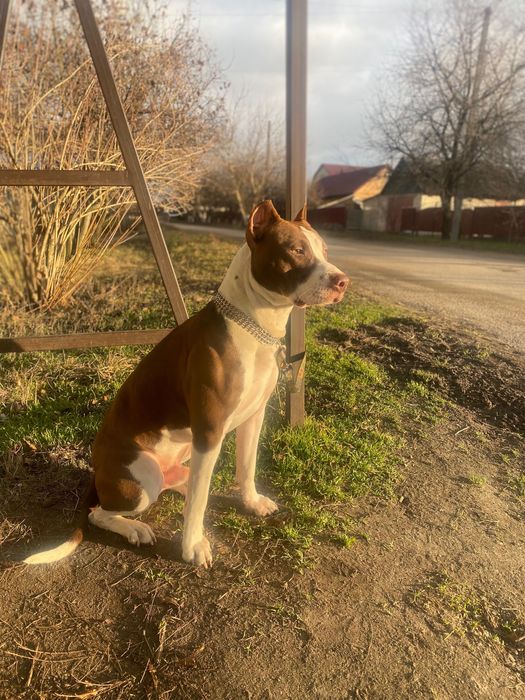 Піт буль Red Nose вʼязка