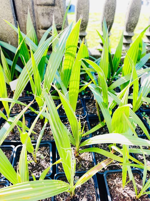 Waszyngtonia Robusta