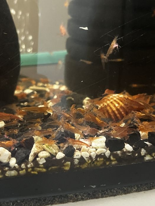 OKAZJA!! Krewetki red cherry 20 szt za 40 zl