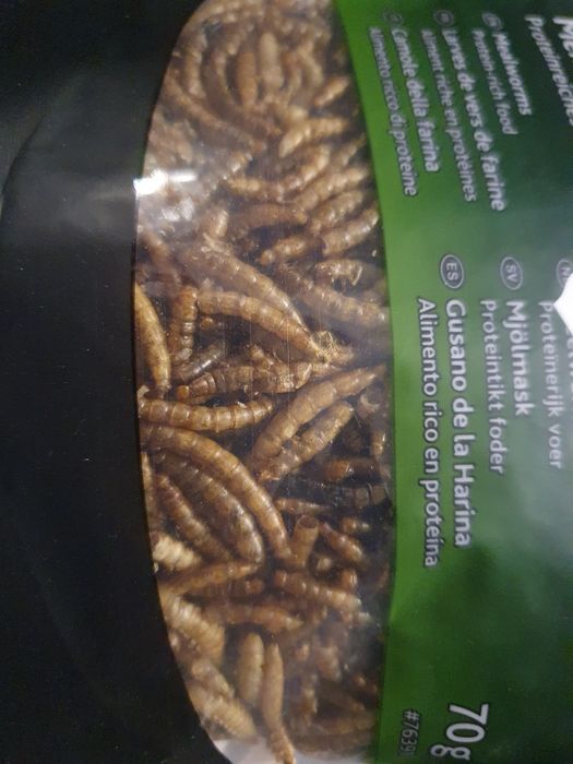 Świerszcze, mączniki, drewnojady || Karmówka, jaszczurka, białko