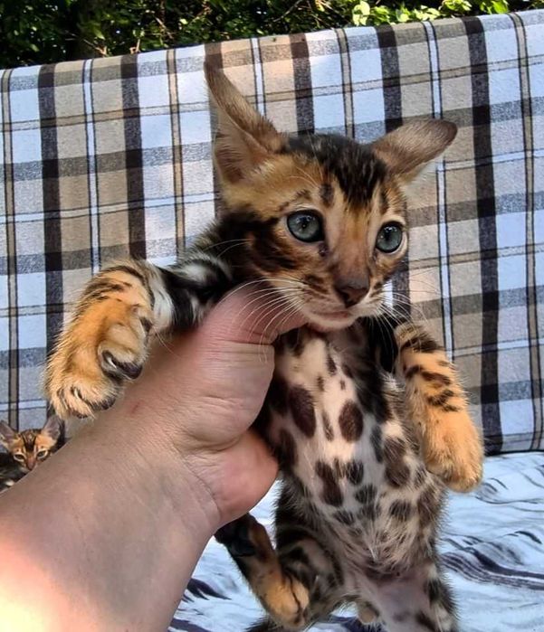 Бенгальський хлопчик BENn24 класичний