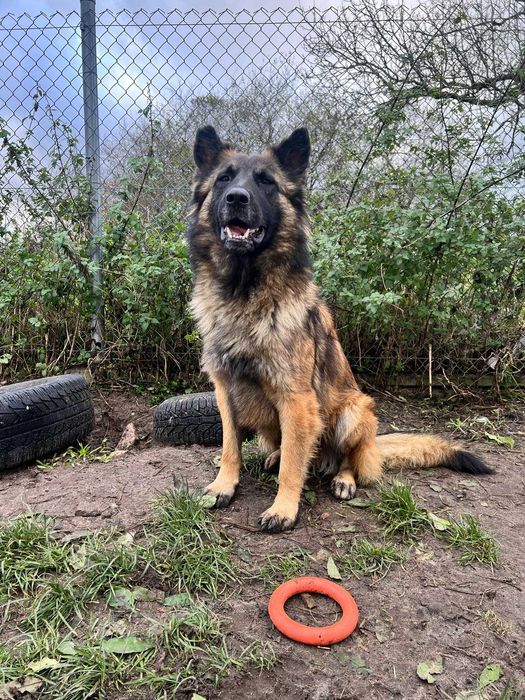 Fado, piękny owczarek szuka wyrozumiałego i troskliwego domu