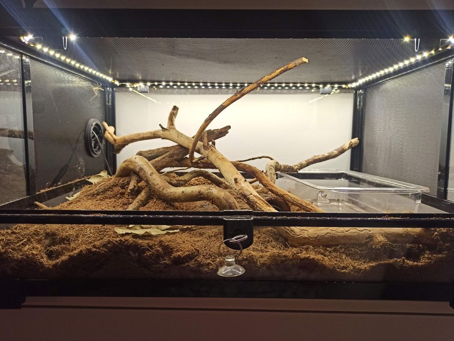 Wąż zbożowy z terrarium