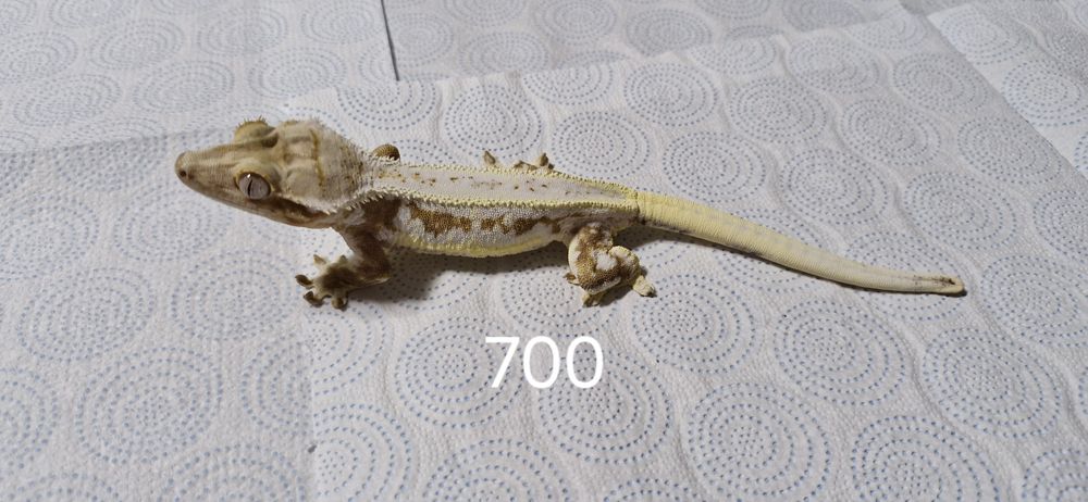 Gekony orzęsione - Samice