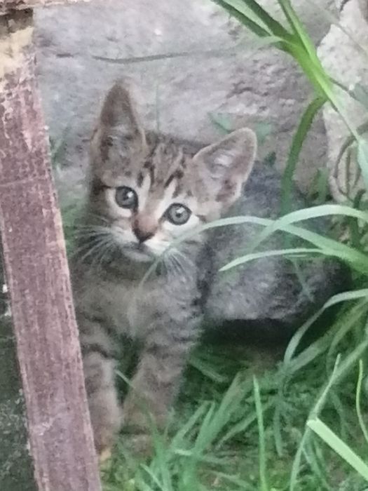 Gatinhos bebés para adoção responsável
