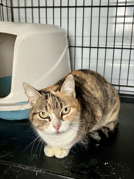 Maia- Gatinha super meiga!