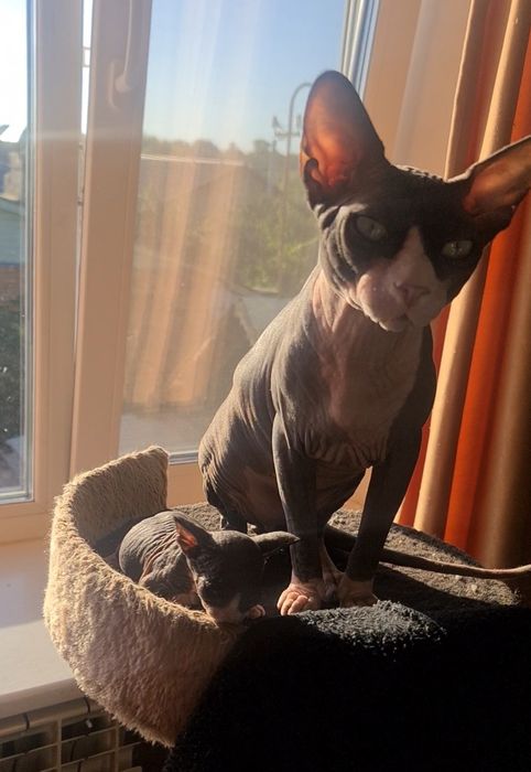 Вязка сфінкс В'язка Канадський Сфінкс Вязка Сфінкс Сфінкс вязка