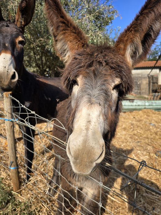Burro cruzado de mirandês