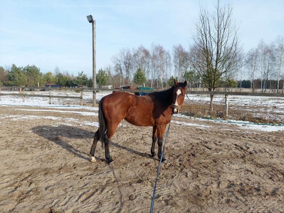 Ogier 3 lata folblut po Jucatan (ire)