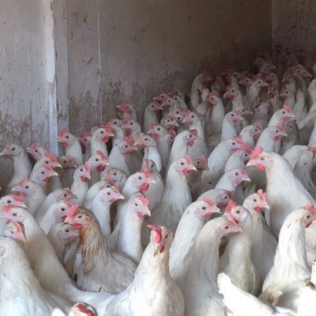 Kury z jajkiem leghorn Nioski Prószków