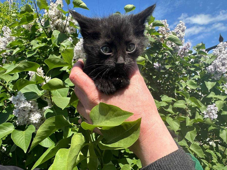 Кошеня, 1,5 місяців. Дівчинка в люблячу родину.