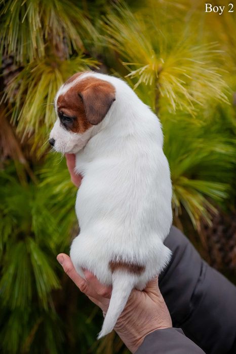 Породисте цуценя Джек Рассел тер'єр. 2 хлопчика, 1 дівчина