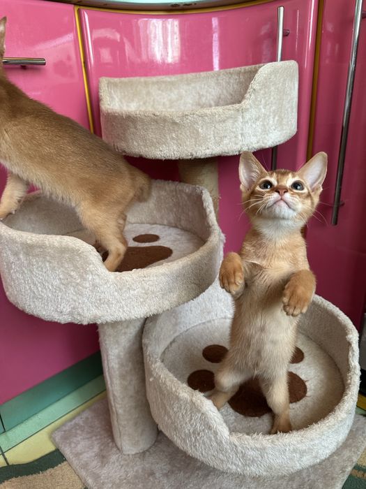 Чистокровные Абиссинские Котята