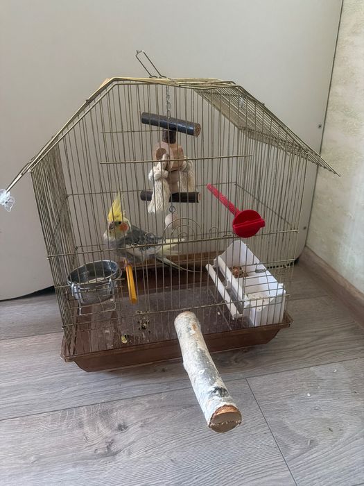 Клітка без папуги